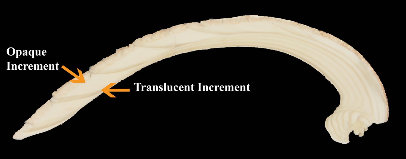 Cut quahog shell cross section showing opaque increment on top of translucent icrement