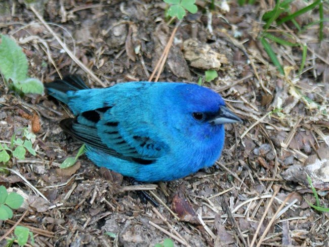 A bright blue bird crouching down on the ground.