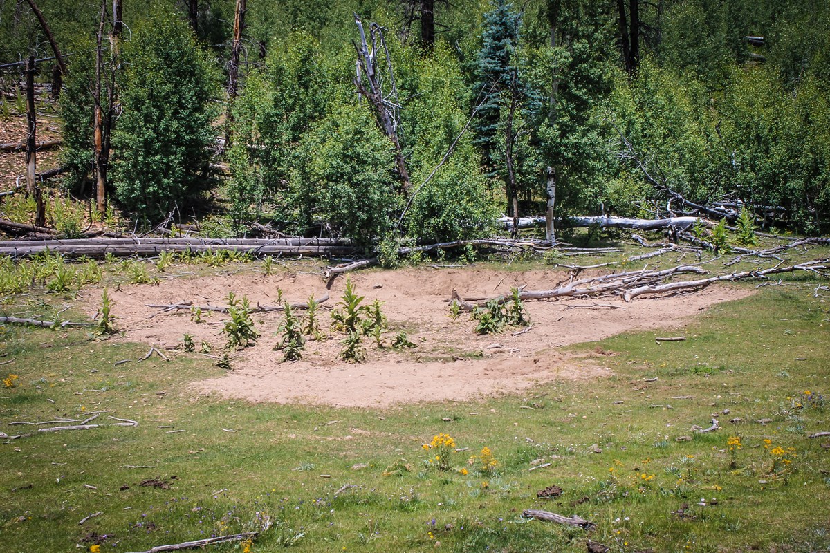 A large bison wallow at the edge of a forest is littered with invasive plants.