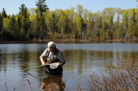 Park Ranger collecting dragonfly larvae Park Ranger collecting dragonfly larvae