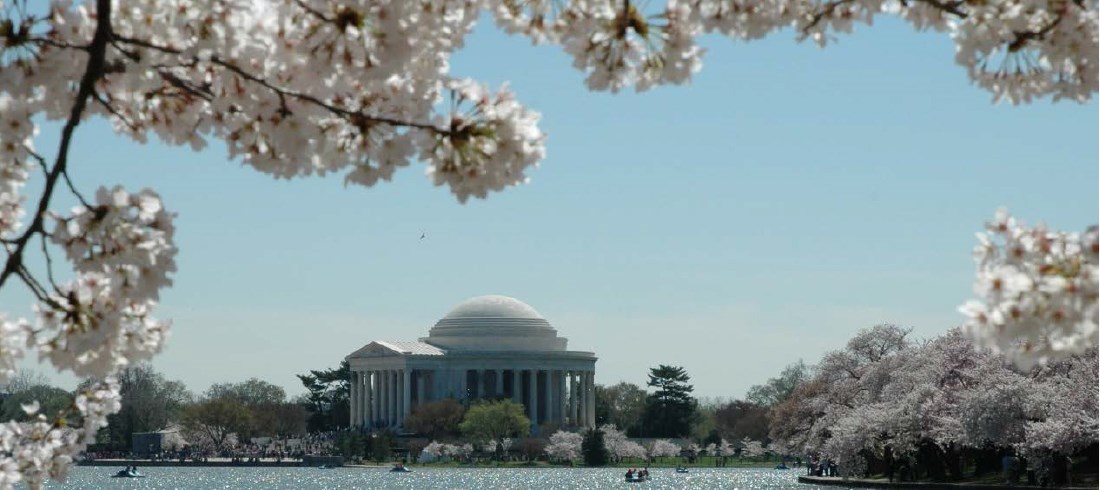 Cherry blossom trees framing Jefferson Memorial in the background.