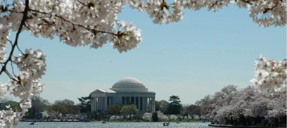 Thomas Jefferson Memorial Framed by Cherry Blossoms. Cherry blossom trees framing Jefferson Memorial in the background.
