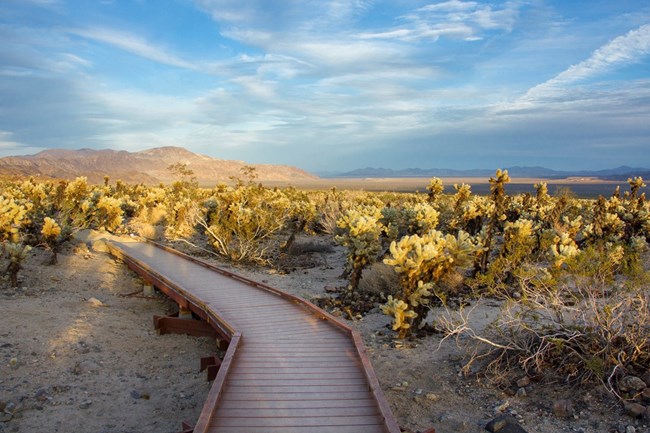 Cholla Cactus Garden, Joshua Tree NP