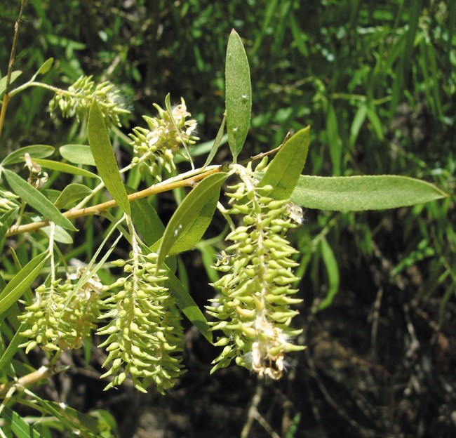Salix gooddingii (Goodding’s willow)