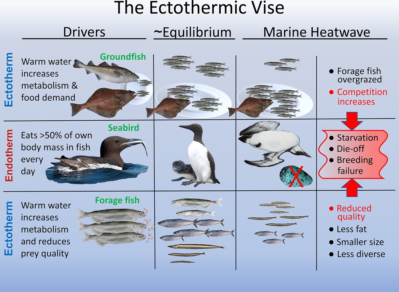 Illustration of the “ectothermic vise” hypothesis.