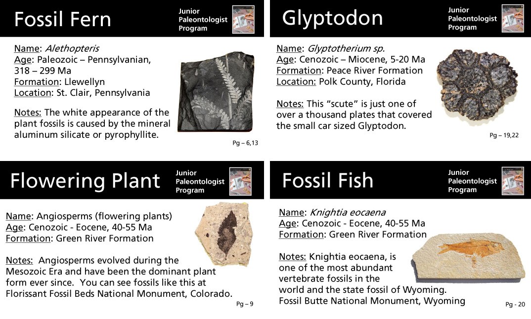 sample of informational cards about the fossils