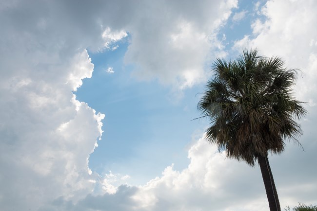jt-fineart_AIR_203 Looking upward at a tall palm tree with the sun in the background