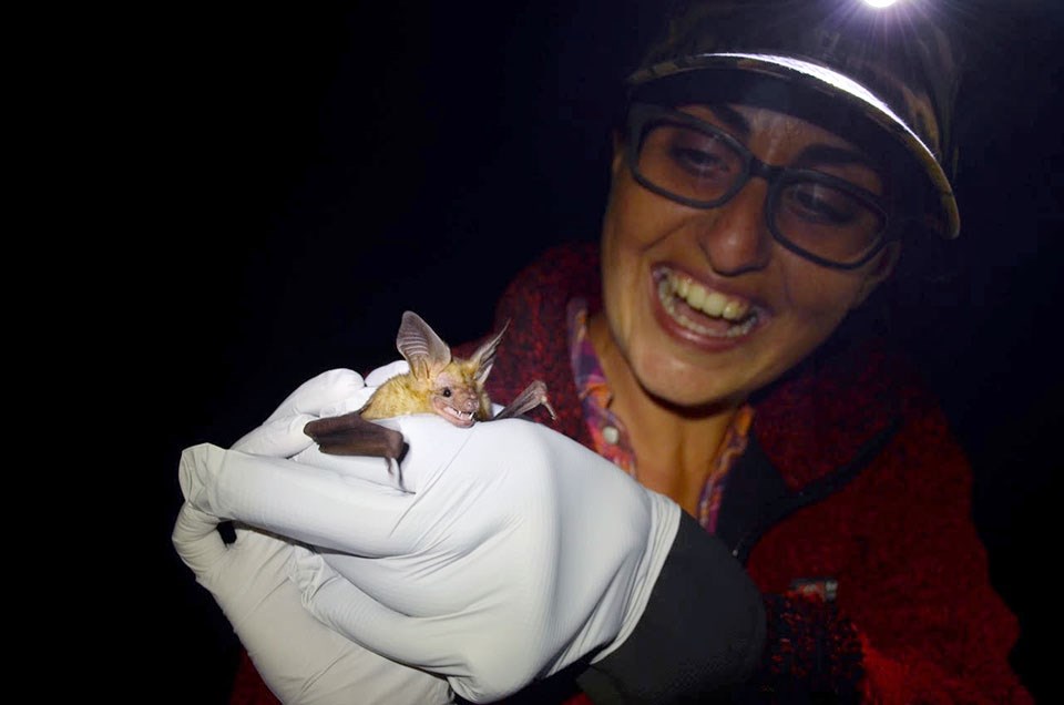 Pallid bat captured during mist netting Person holding a pallid bat with gloved hands