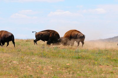 Male bison locking horns and kicking up dust as they spar