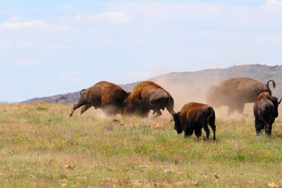 Two bison locking heads to fight for dominance