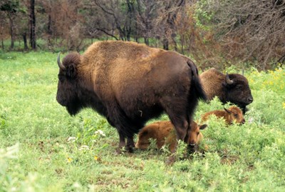 bison mothers and their calves in green brush