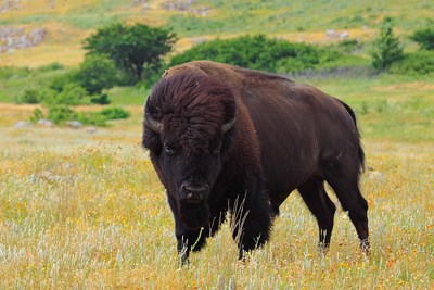 Bison standing in tall green and yellow grass, wind seemingly whipping the hair on its head back