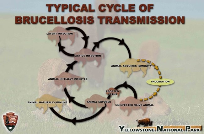 Flow chart showing the typical transmission of brucellosis from bison to bison Flow chart showing the typical transmission of brucellosis from bison to bison