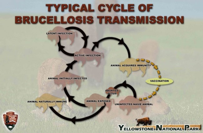 Flow chart showing the typical transmission of brucellosis from bison to bison