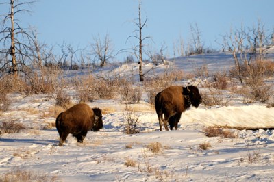 Two bison standing in snow with brown grass pushing through