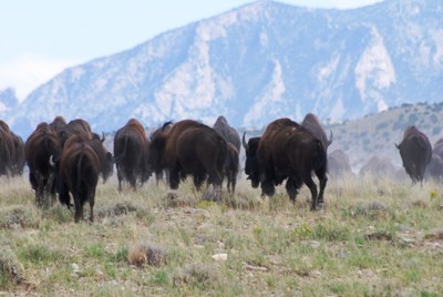 Herd of bison heading away from the camera toward large mountains