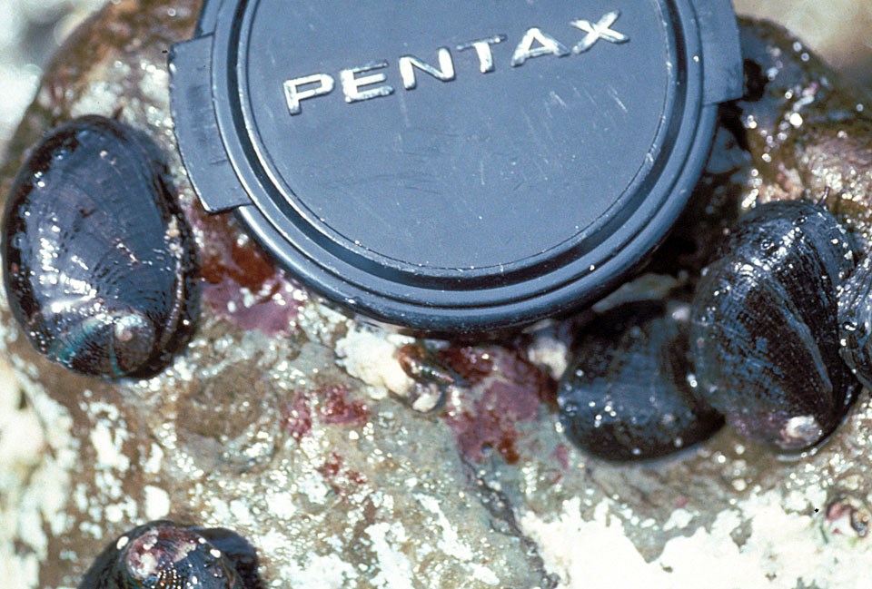 Baby black abalone next to a camera lens cap for scale