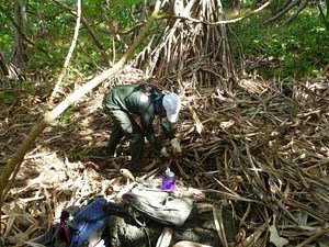 Archeologist clearing dry vegetation.