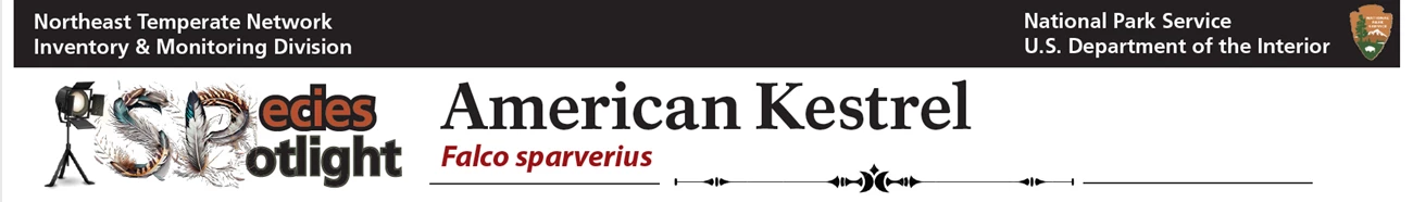 kestrel banner kestrel banner