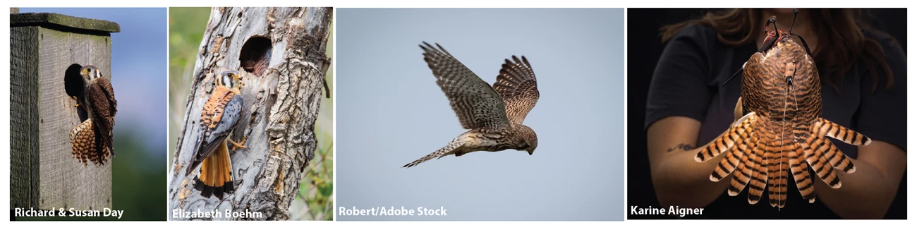 kestrel pics kestrel pics