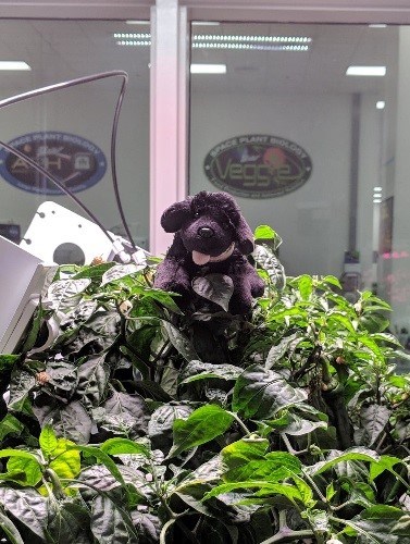 toy dog sitting in veggie garden