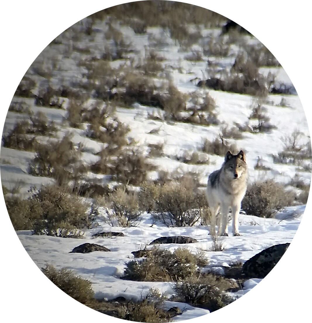 A photo of a wolf taken through a camera lens
