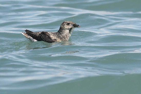 A kittlitz's murrelet holding a fish in water