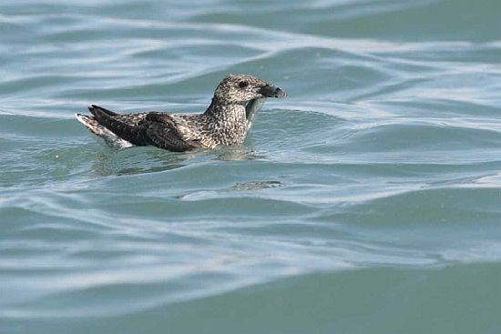 Kittlitz's Murrelet2 A kittlitz's murrelet holding a fish in water