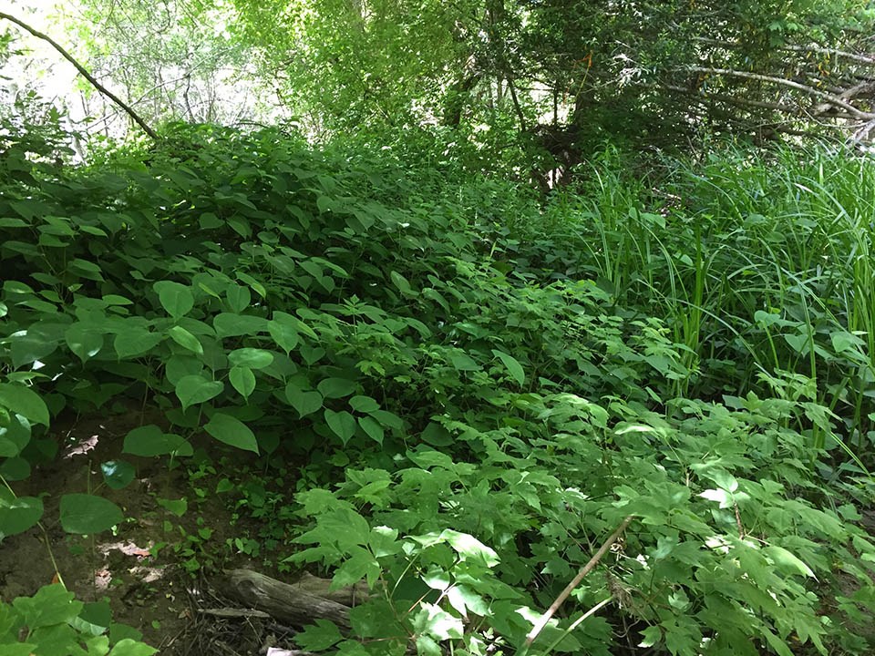 Japanese knotweed infestation Dense stand of a green, leafy plant