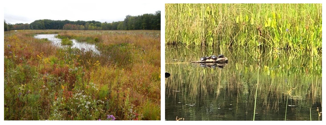 Collage of two side-by-side photos; at left, thriving wetlands with multi-colored wildflowers around the edges; at right, turtles sunning themselves on a log in the wetland.