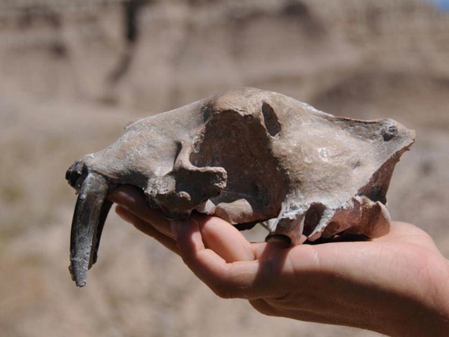 kylie 2 Replica nimravid skull held sideways showing two long fangs