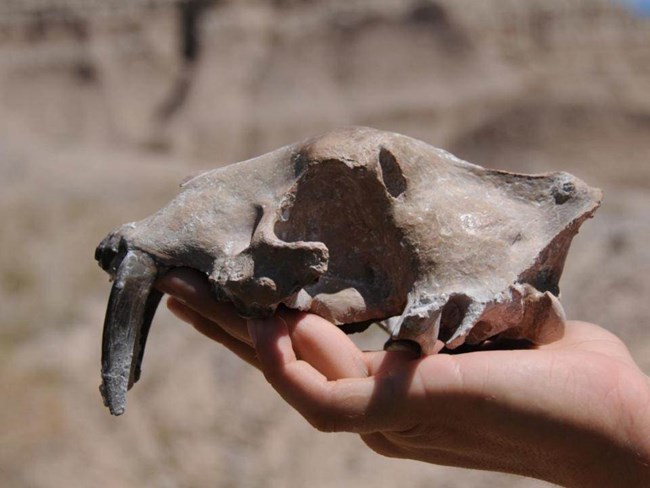 Replica nimravid skull held sideways showing two long fangs