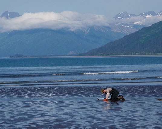 coastal mudflats