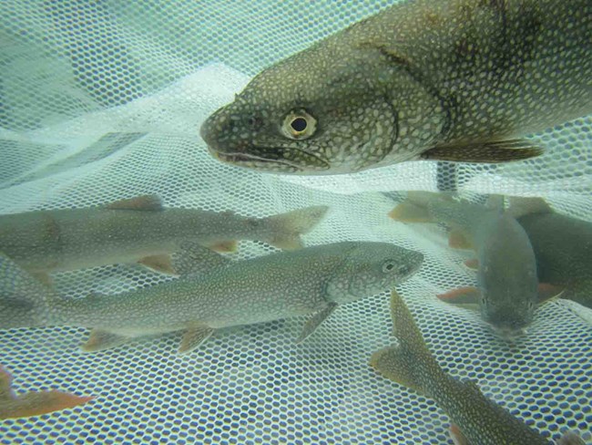 lakefish Lakefish in a net.
