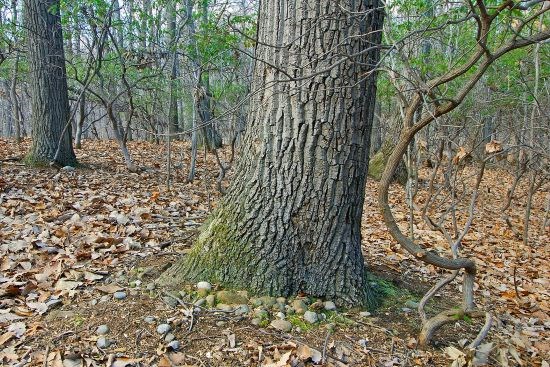 Large chestnut oak tree in foreground and evergreen mountain laurel leaves in background. Large chestnut oak tree in foreground and evergreen mountain laurel leaves in background.