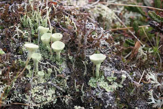 Multiple species of Arctic lichens, including the "pixie cup" Cladonia species.