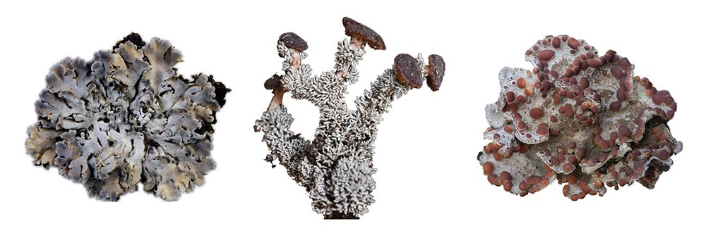 lichens_web Three kinds of lichen, magnified. On left, a lobed, leafy lichen, in the center, a branched lichen with knobs at the end of the branches, and on the right, a lobed lichen with red nodules.