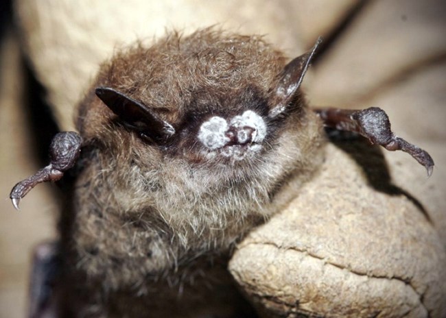 Little brown bat with white-nose syndrome Little brown bat with white fungus on its nose