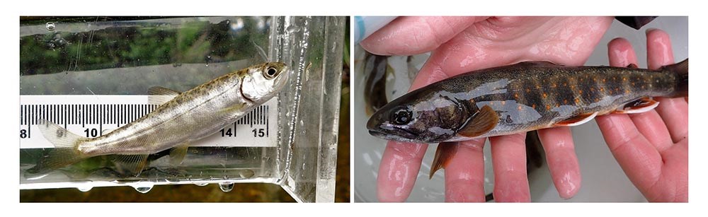 Two images of immature fish.