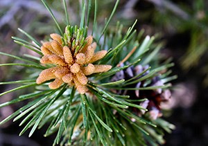 Lodgepole pine cones on branch