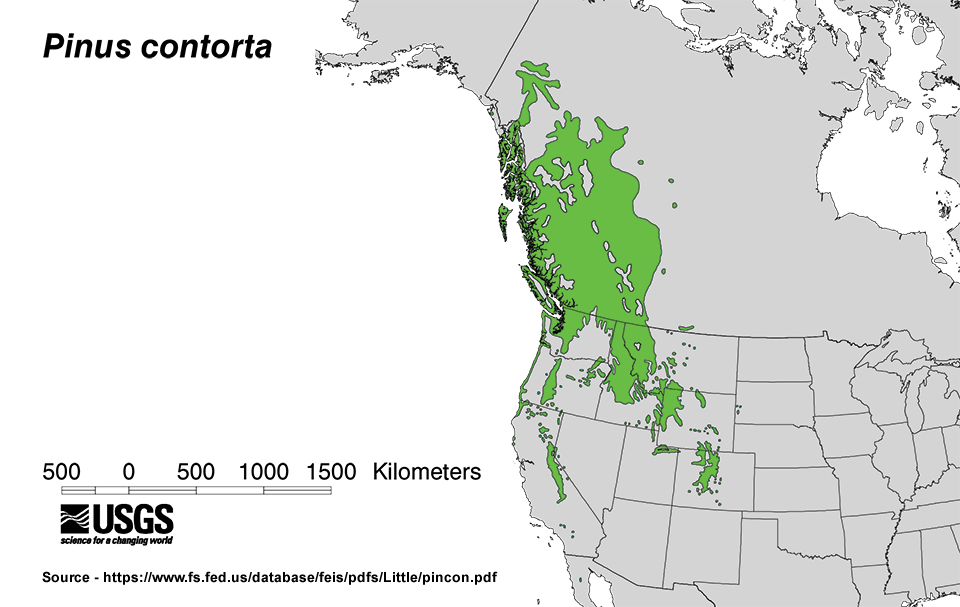 Map of the United States from the Great Lakes, westward, showing distribution of lodgepole pine from Canada to Mexico.