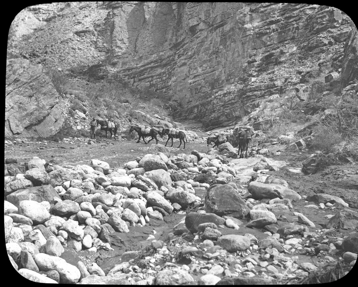 Historic image of packed burros crossing canyon riverbed.