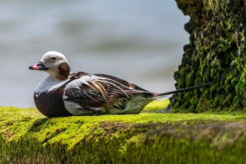 Long Tailed Duck