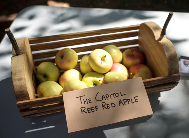 Pale yellow apples with a little red on them in a wooden basket, labelled "Capitol Reef Red Apples"
