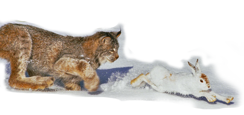 Canada lynx chases a snowshoe hare in the snow
