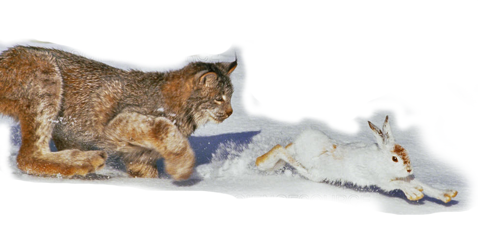 Canada lynx chases a snowshoe hare in the snow