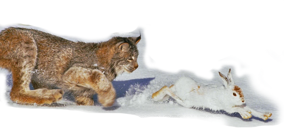 Canada lynx chases a snowshoe hare in the snow Canada lynx chases a snowshoe hare in the snow