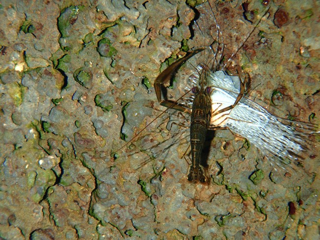 Native ‘oeha‘a (Macrobrachium grandimanus) in a freshwater stream