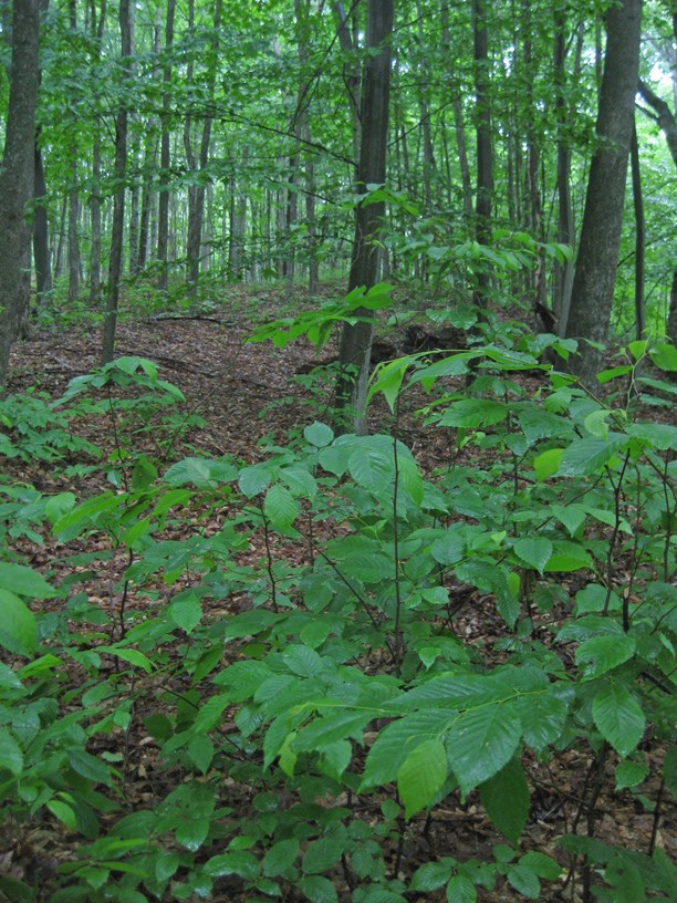 mabi forest mabi forest