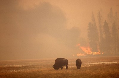 Two bison graze brown grass while a fire burns pine trees in the background